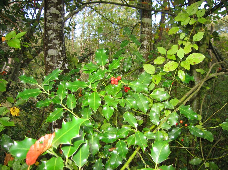 Ilex aquifolium